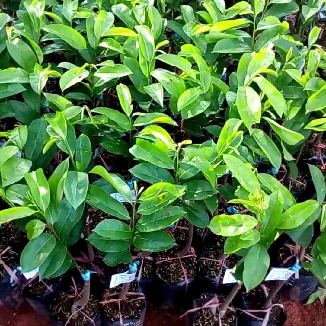 Soursop Plant Live for Planting, Annona Muricata Sweet Soursop Tree Live Plant 5-9 Inches Tall, Giant Soursop Guanabana Seedling, No Pot