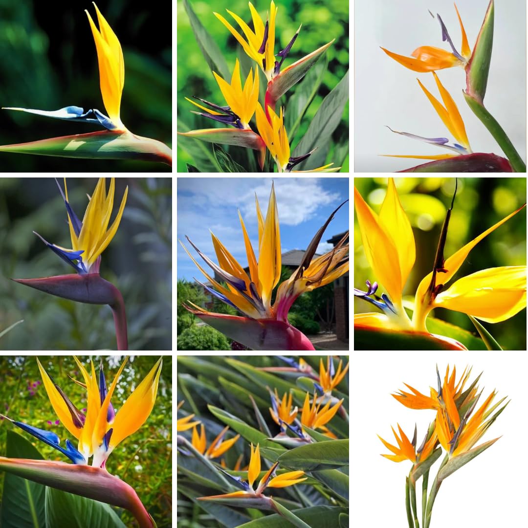1 Assorted Bird of Paradise Live Plant, Vibrant Tropical Houseplant Flowers Strelitzia Reginae Size 5 to 9 Inc Tall, No Pot, Well-Rooted, Hardy
