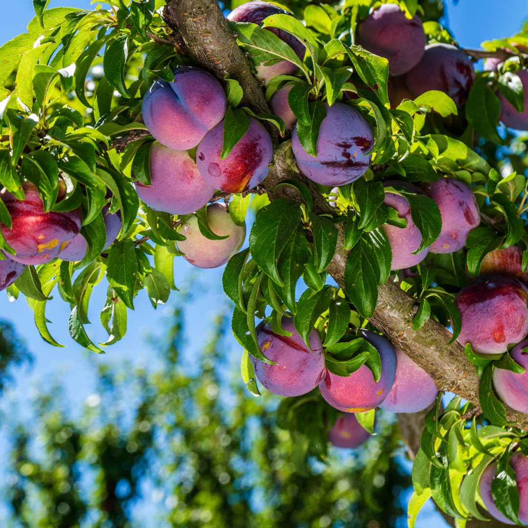 Live Red Plum Fruit Tree, Sweet Fruit Tree, 3 Feet Tall in 3 Gallon Pot, Ready for Outdoor Planting, No Ship to CA