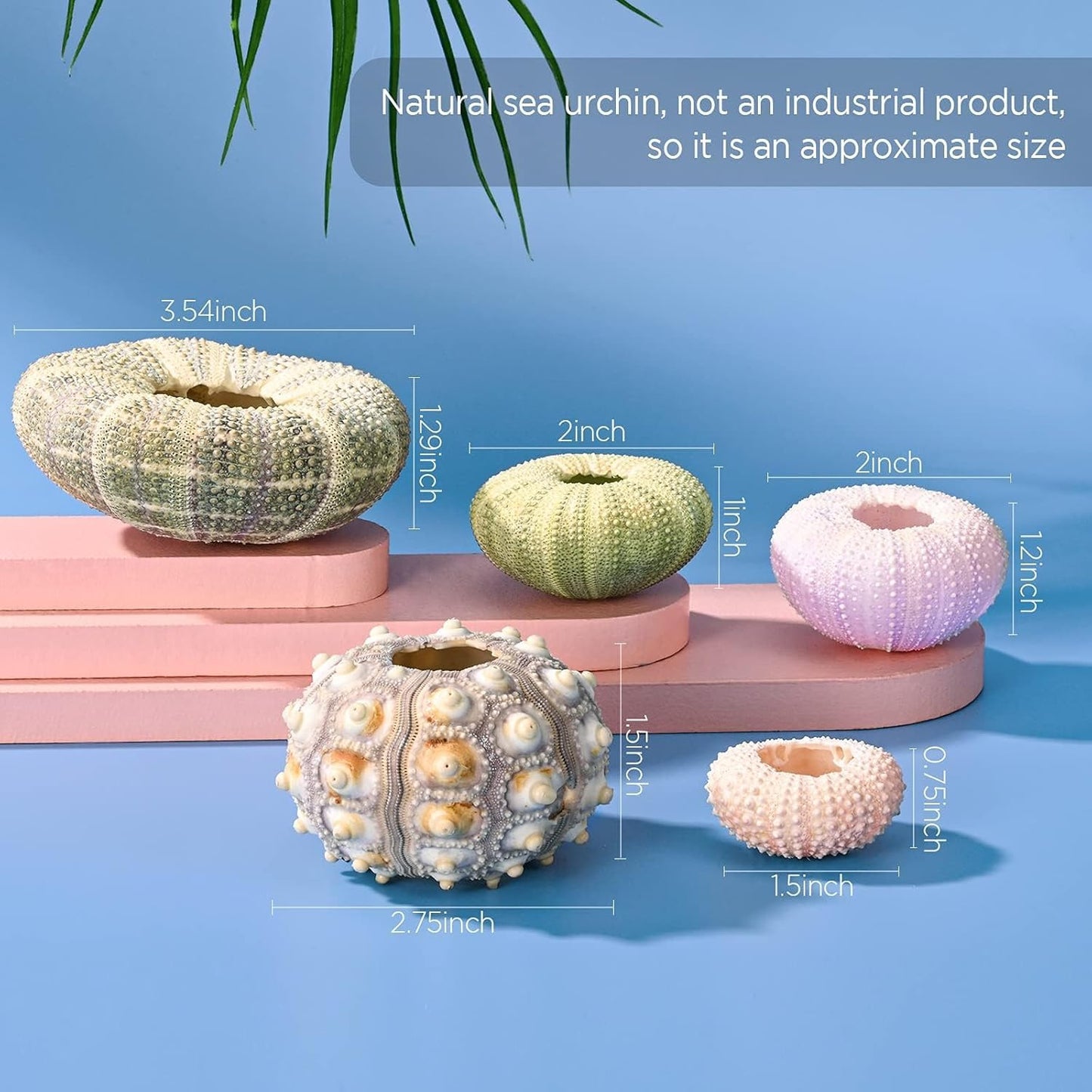 Woosytoo Hanging Air Plant Holders 6PCS – Mini Sea Urchin Shell Hanger Pots for Tillandsia & Succulent Display, Coastal Home & Garden Wall Decor, Indoor Outdoor Hanging Planter Set