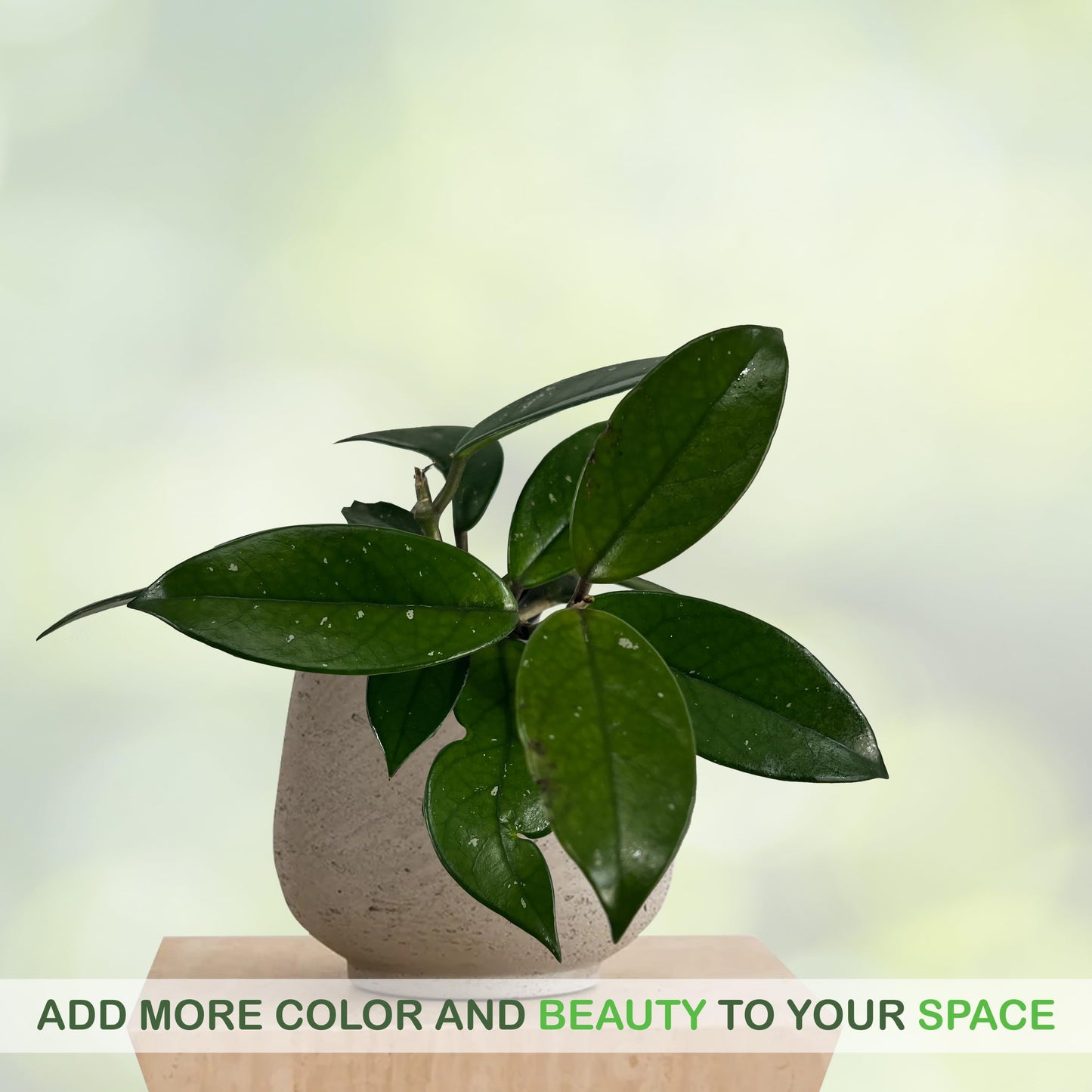 LEAL PLANTS ECUADOR Hoya Carnosa Live Plant (Pack of 2)| Wax Plant for Indoor Décor | Unique Houseplant with Waxy Foliage, Unique Gift for Plant Lover