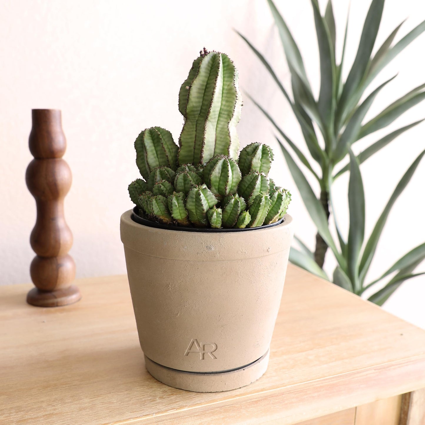 Altman Plants Euphorbia anoplia Live Plant Decor, Exotic Plants, Cacti Plants Live Succulents Plants Live Plants Indoor Plants Live Houseplants, Live Indoor House Plants Real Plants Indoor Live Plants