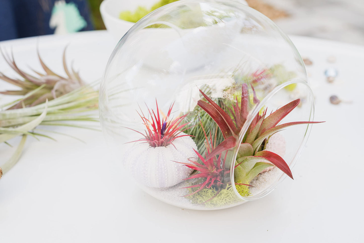 Air Plant Shop 10 Pack Mayan Collection of Tillandsia Air Plants - Wholesale and Bulk - Succulents - Live Tillandsia - Easy Care Indoor and Outdoor House Plants