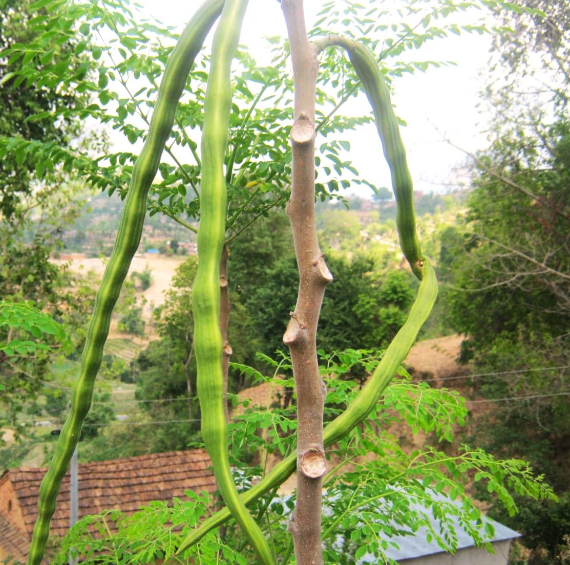TomorrowSeeds - Moringa (Drumstrick Tree) Seeds - 30+ Count - For 2026 Planting Moringa Oleifera Drumstick Horseradish Edible Pods Flowers Malunggay Indian Perennial Tree Grow Your Own Home Farm Patio