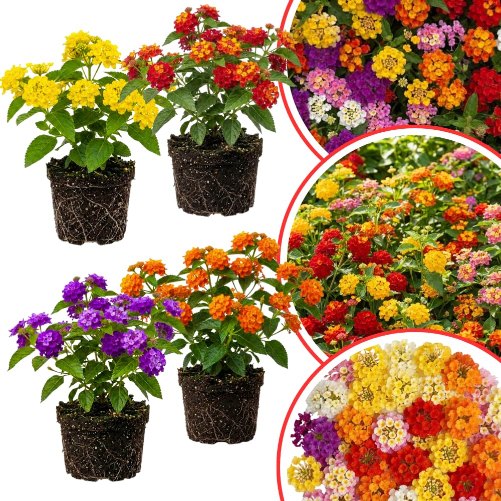Mixed 4 Lantana Plants Live for Planting Outdoor, Lantana Trees or Trailing, Ready to Bloom, Hardy, Long Blooming Vibrant Perennial, 4-6" in Tall Spring Growing
