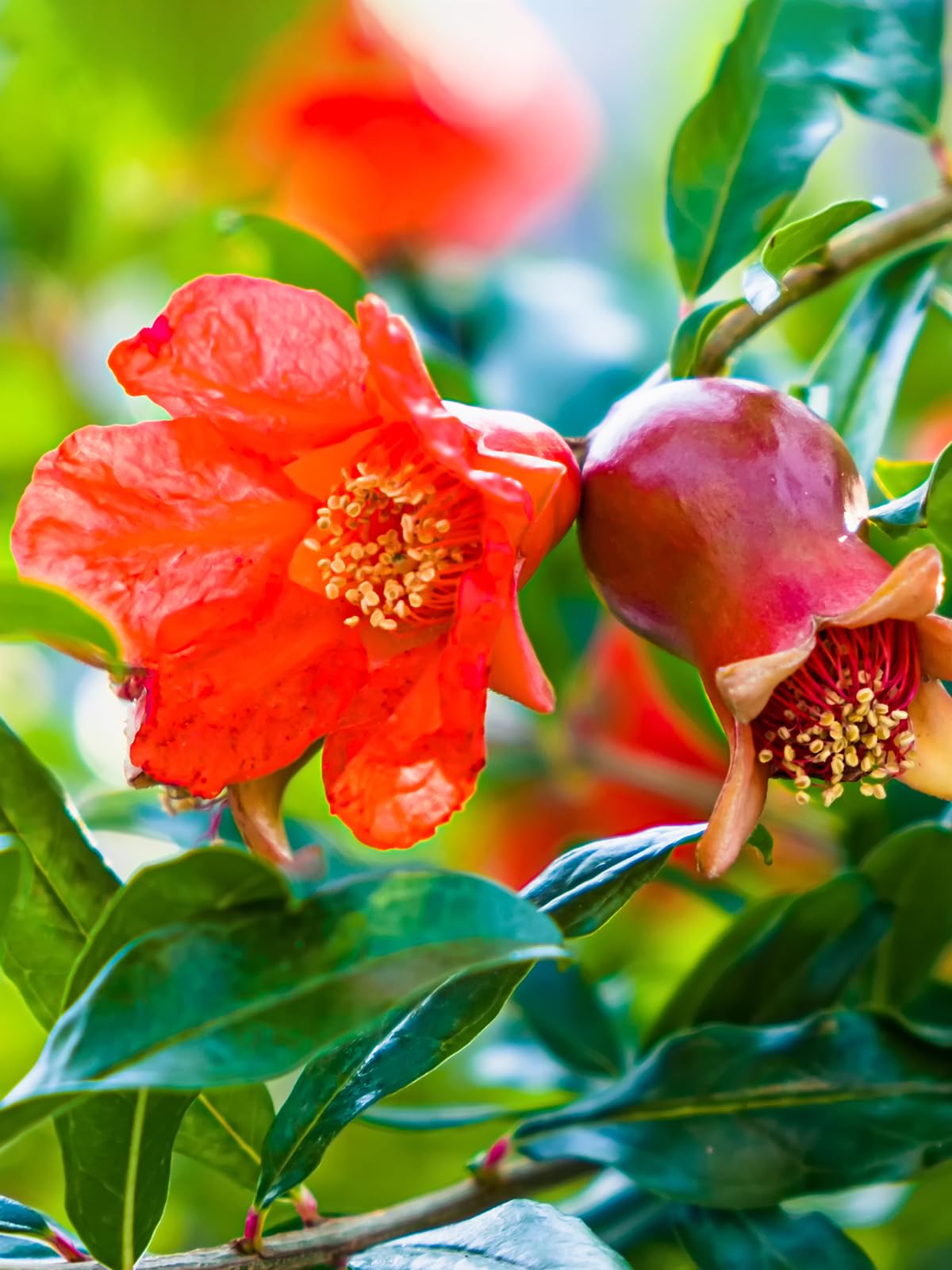 Parfianka Pomegranate Tree, Fruit Bearing, Hardy, 1 gal Nursery Pot, 12-18 in Tree Height (Due to Agricultural Laws, we Cannot Ship to CA, AZ, AK, or HI), 2 Pomegranates