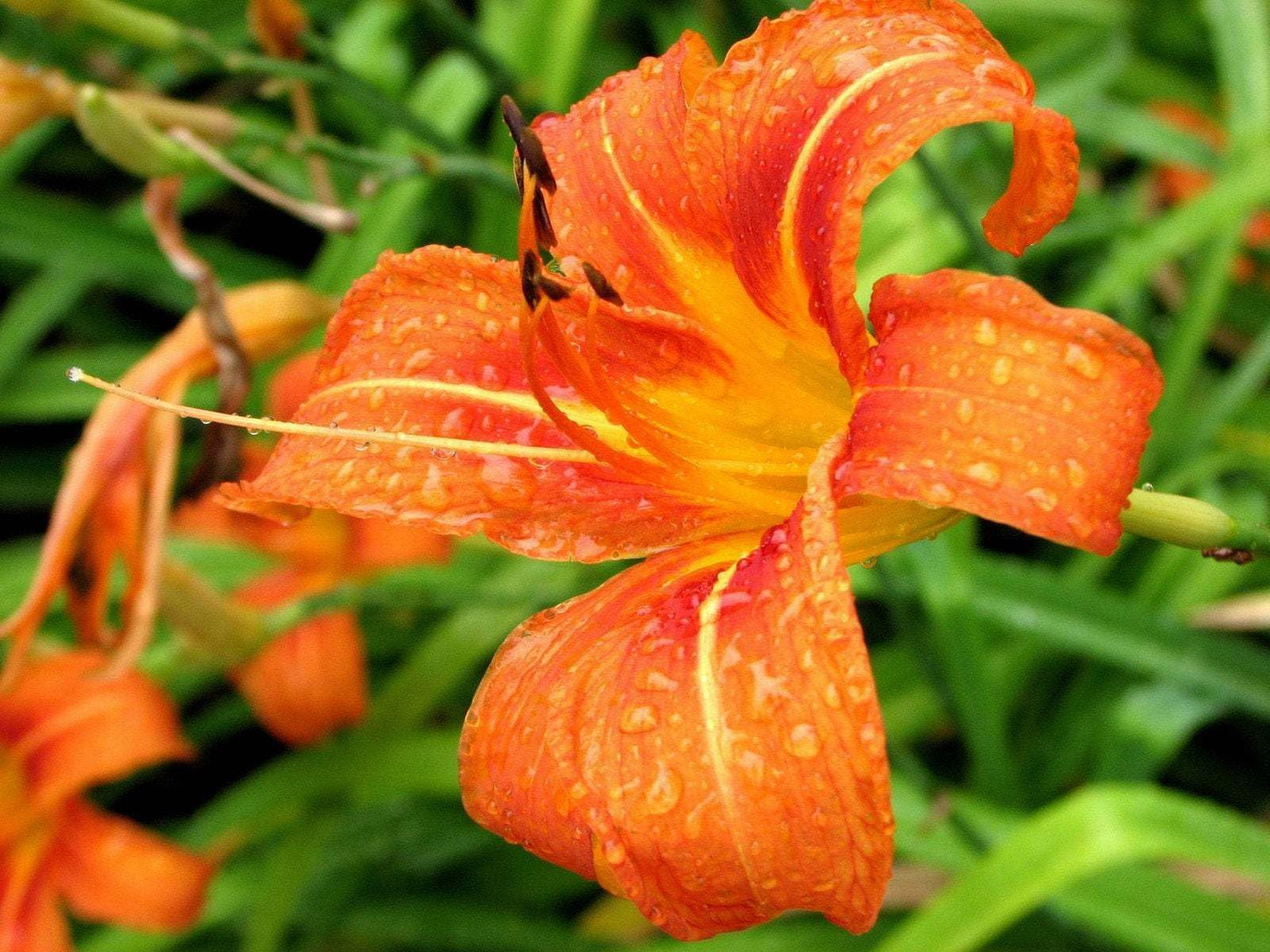 Live Plant - 10 Wild Orange Daylily Fans/Root Systems - Ditch Lily - (Hemerocallis fulva)