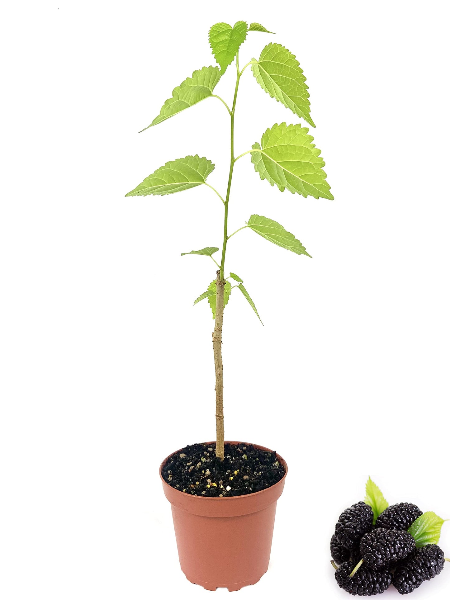 Everbearing Mulberry Tree - 10 Live Plants in 4 Inch Pots - Edible Fruit Tree for The Patio and Garden