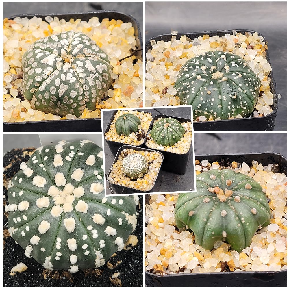 Astrophytum Asterias Sand Dollar Cactus, Live Plant, 1.5-2 inches (1)