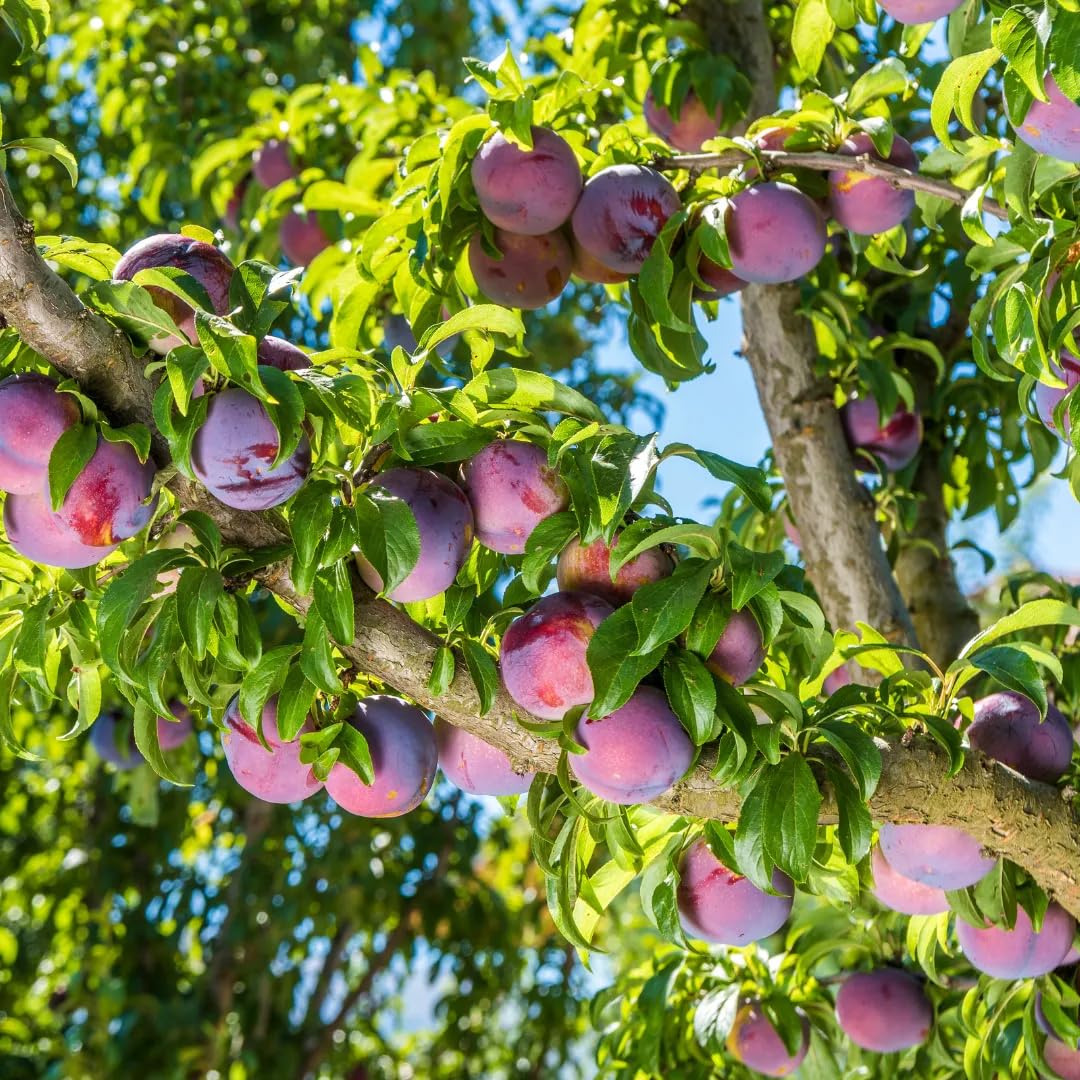 10+ Wild Plum Tree Fruit Seeds for Planting Outdoor-Perennial Native Prunus Americana Non-GMO Fruit Tree Seeds