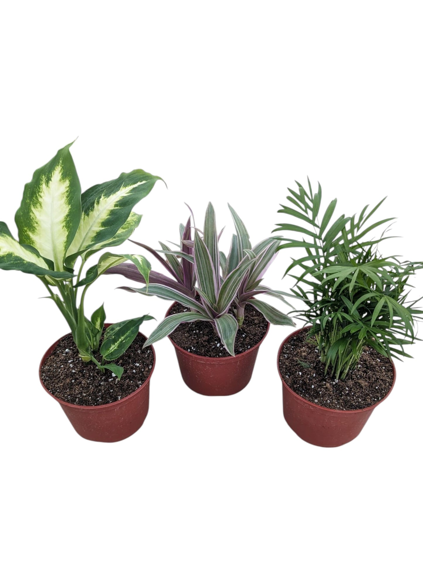 Live Indoor Plants Collection, 6 Inch Potted Houseplants Set with Dieffenbachia Camille, Moses in The Cradle Tricolor, Parlor Palm, 3 Pack