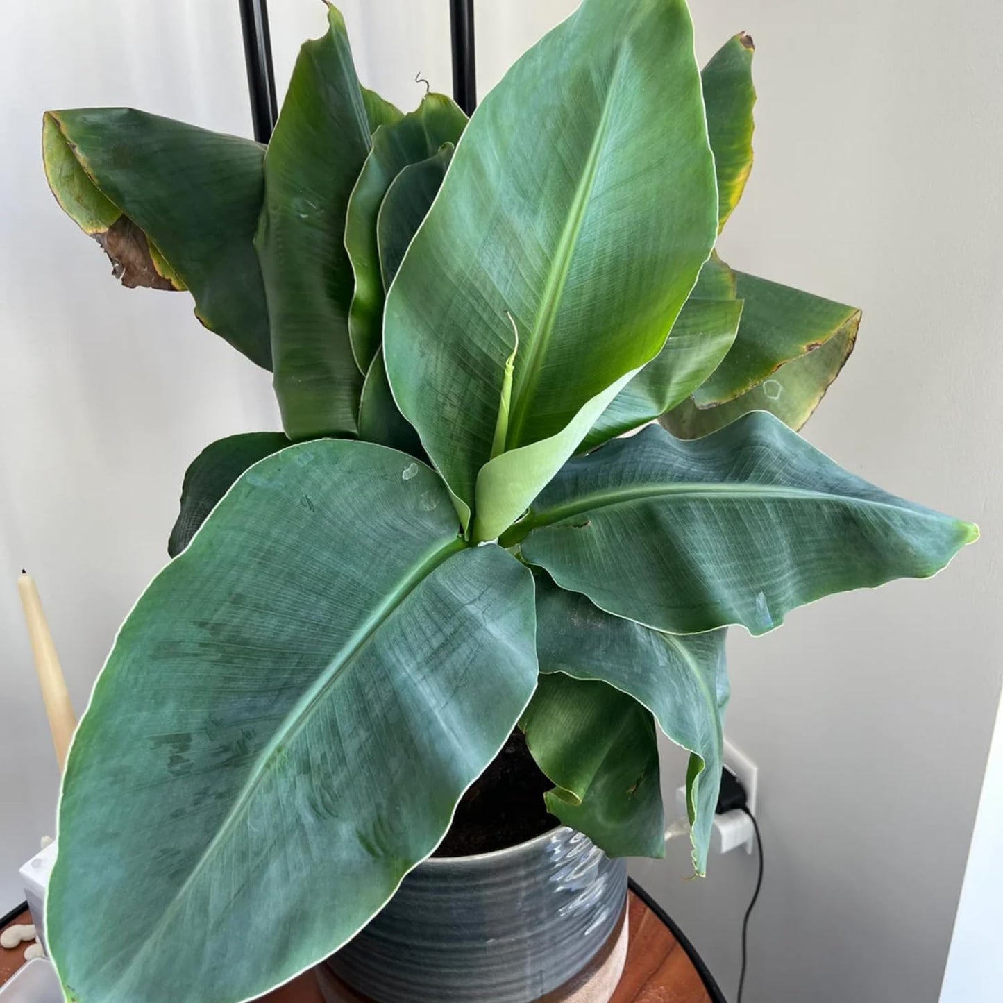Dwarf Cavendish Banana Tree Starter, Live Banana Plant 5 Inches Height Bareroot, Fruit Tree Live Plant
