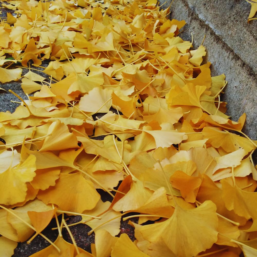 Set of 2 Ginkgo Plants Live Bare Roots, 6-12 Inches Tall, Ginkgo Biloba Trees for Garden, Patio, or Indoor Decoration