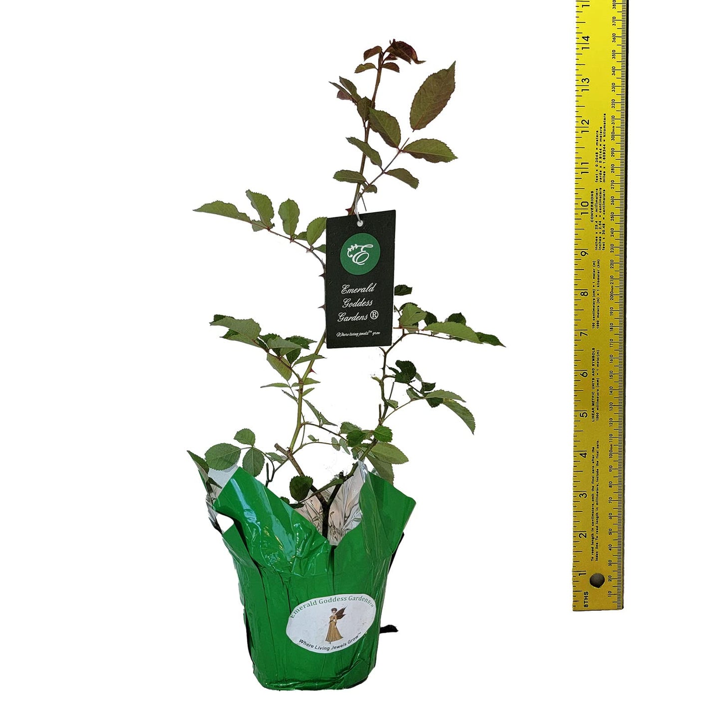 Prom Queen Climbing Rose - Antique Heirloom Rosa Hybrid - Live Plant - Perpetual Fragrant Double White Pink Flower - Emerald's - Starter Size - 4 Inch Pot