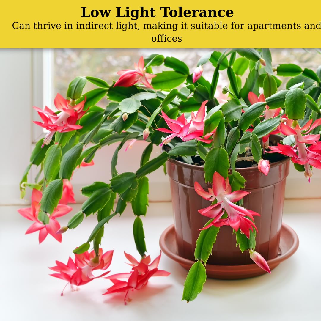 Sunset Orange Christmas Cactus Plant Live | 4 to 7 Inch Tall Potted Indoor Decorative Plant for Home & Office | Live Christmas Cactus Plants Houseplants | Christmas Hanging Baskets for Outdoors
