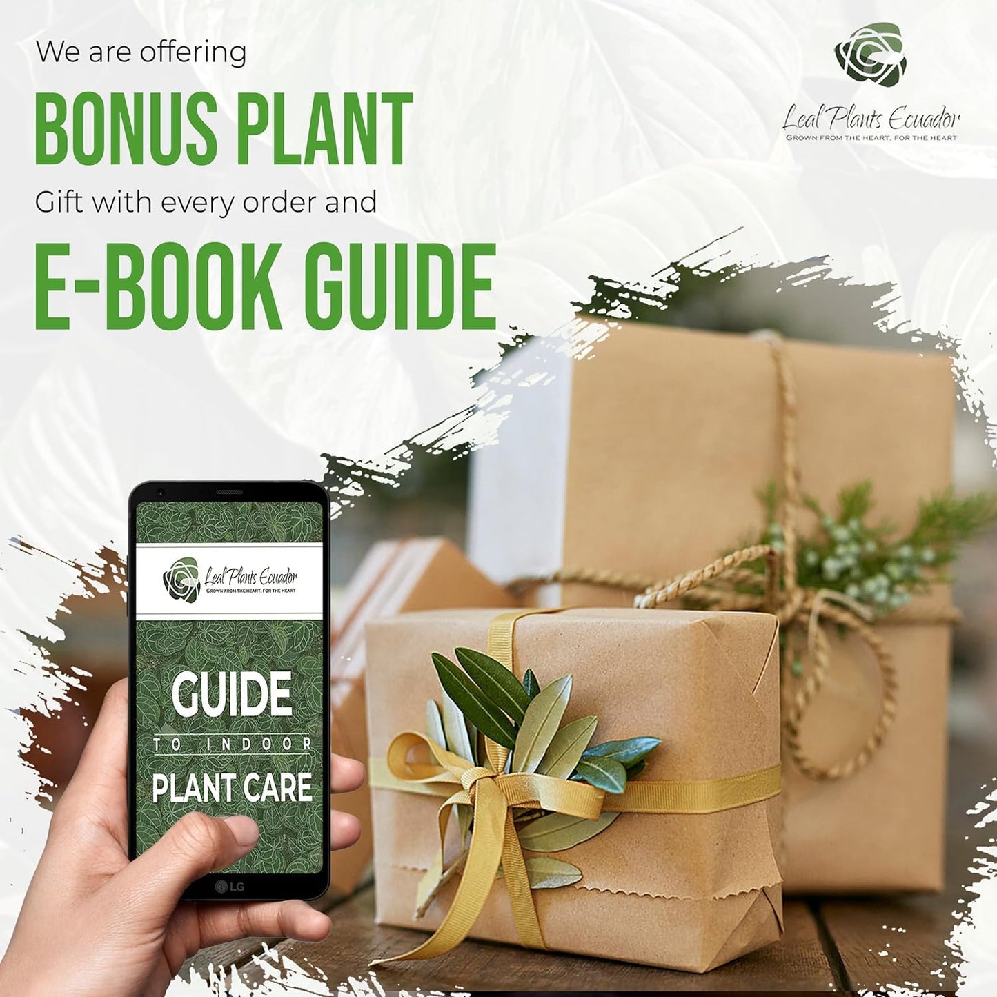 LEAL PLANTS ECUADOR Anthurium Warocqueanum & Philodendron Mamei Silver (Pack of 2), Rare Exotic Indoor Plants | Air-Purifying & Easy-Care Houseplants| Perfect for Home & Office Décor