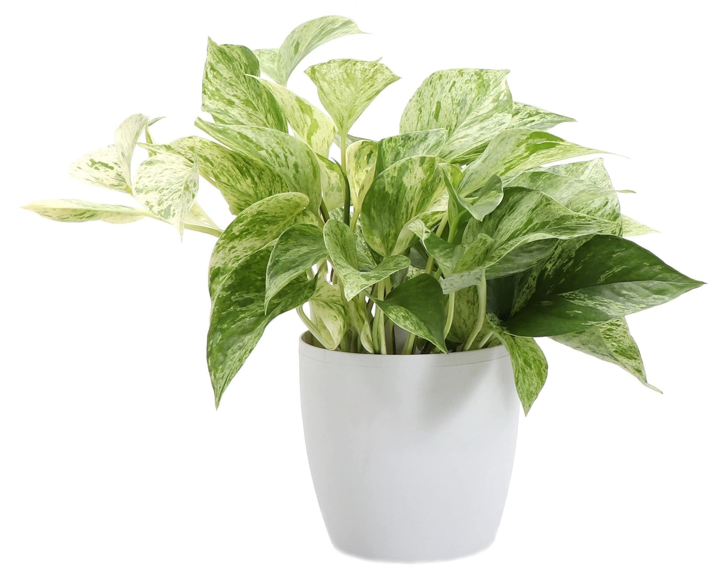 Thorsen's Greenhouse Marble Queen Pothos, Live Indoor Plant, Easy to Grow, Rare Variegated Houseplant, Natural Air Purifier, 4-inch Diameter Pot (White)