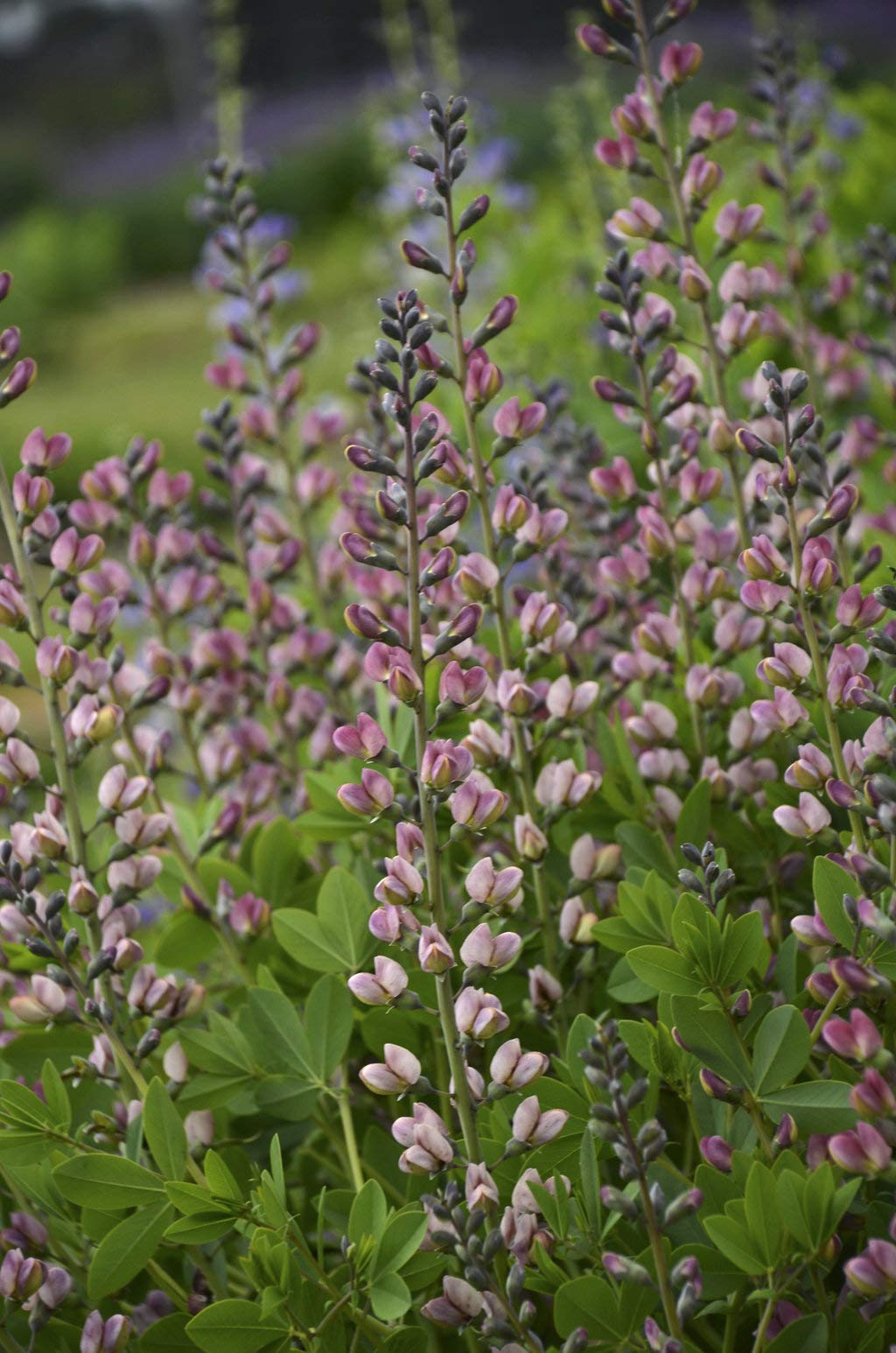 Proven Winners - Baptisia DECADENCE 'Pink Truffles' (False Indigo) Perennial, pink-lavender flowers, #1 - Size Container