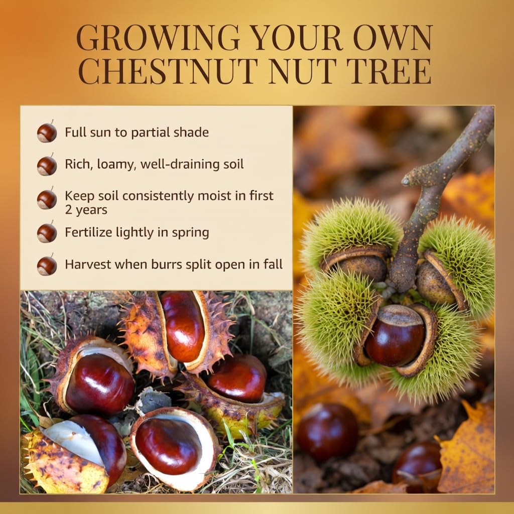 Live Chestnut Tree 6–12 Inch Tall Seedling, Chestnut Nut Tree Plant for Outdoor Planting, Hardy Garden Tree