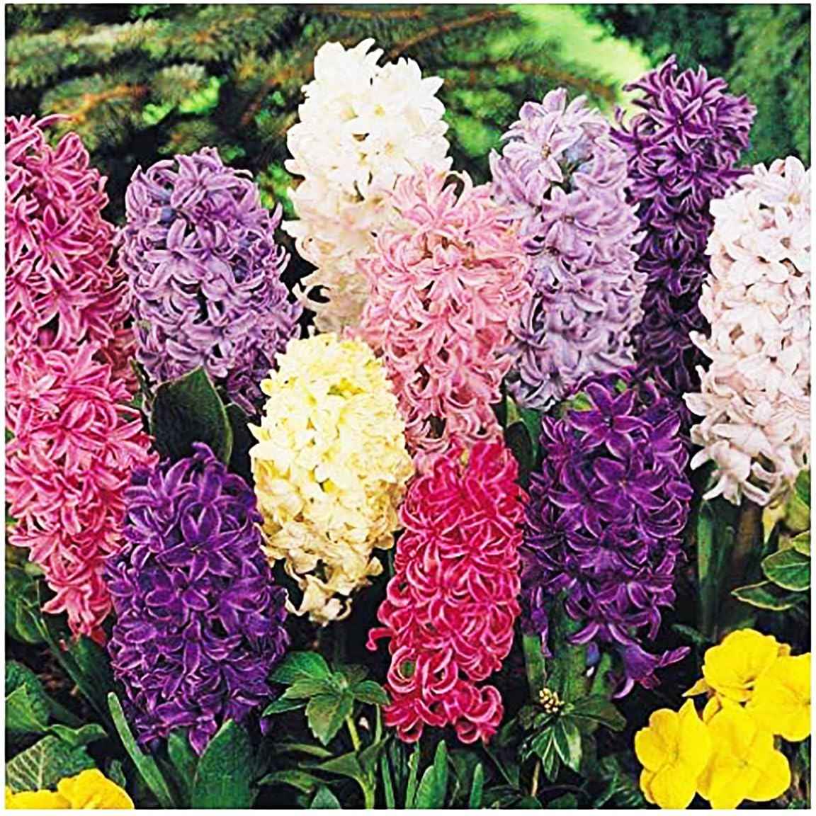 5 Sweet Invitation Hyacinth Bulbs - Bare Root, 16-17 cm, Zones 4-10 (Pre-Chilling Required for Zones 8-10), Gorgeous Spring Blooms
