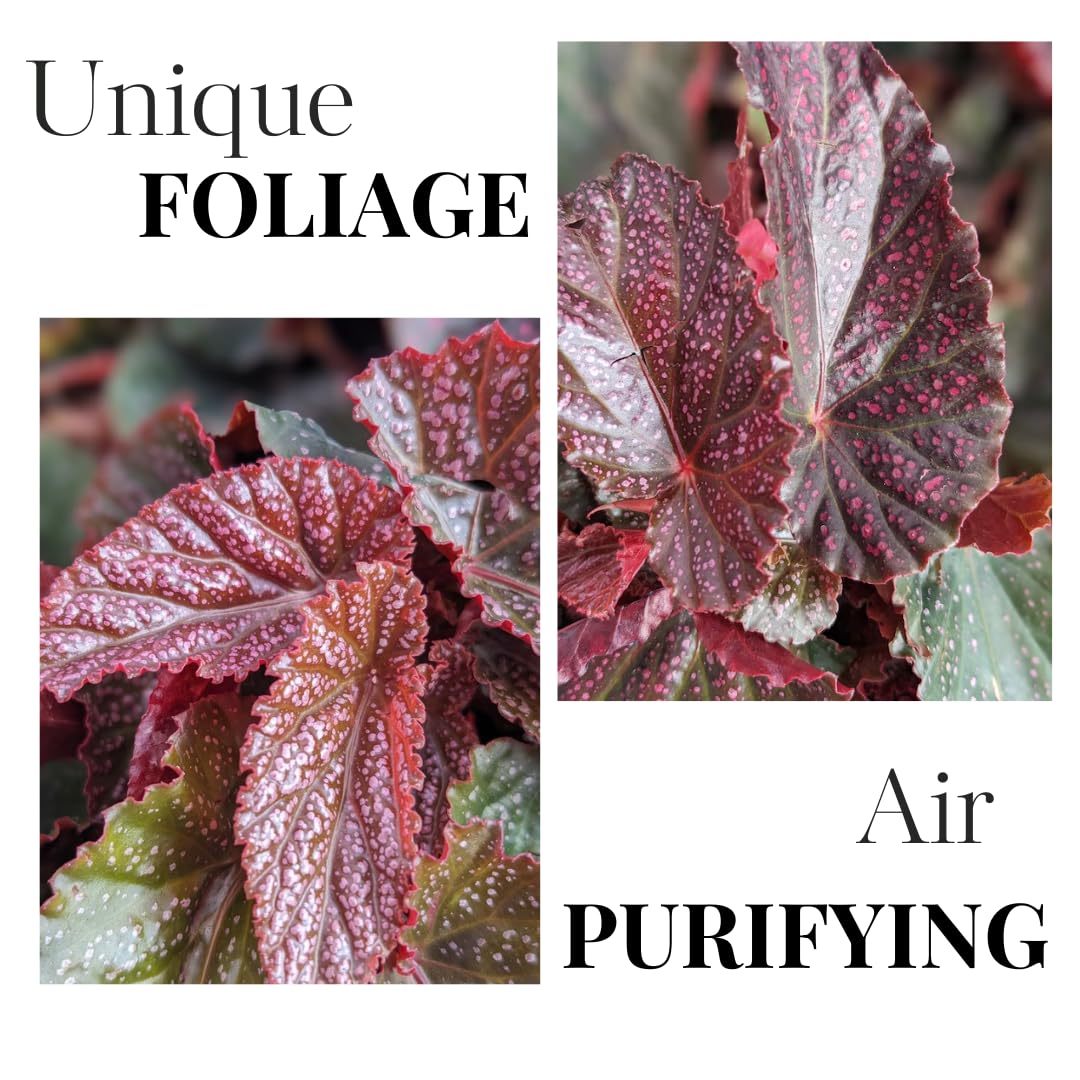 Begonia Live Plant Outdoor, Can Grow As Weeping Begonia, Fast-Growing, Easy-Care Flowering Plant for Gardens Containers, 5-9” Tall, No Pot, Begonia Maculata Plants (Pink Polka Dot)