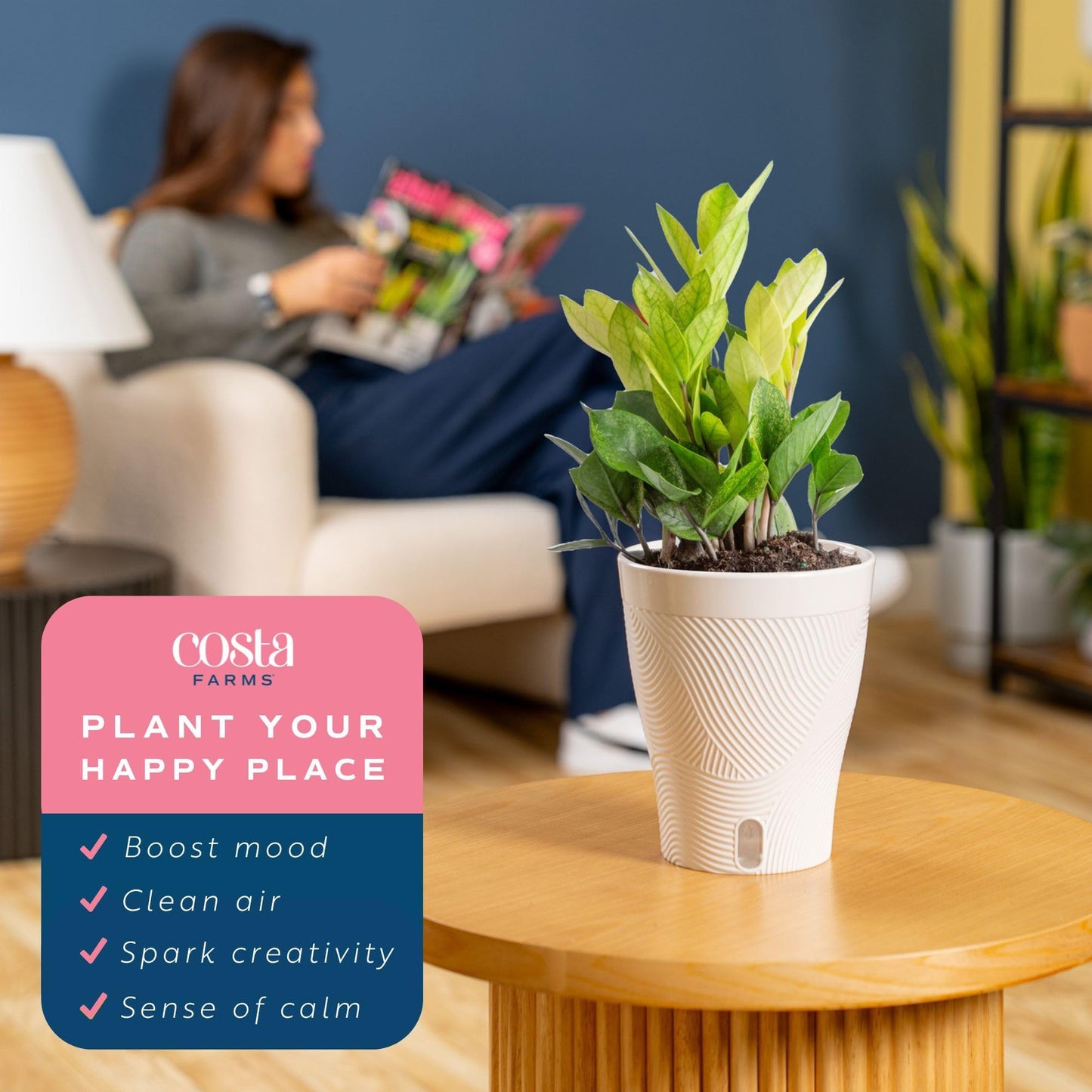 Costa Farms ZZ Chameleon Live Plant in Self Watering Pot, Easy to Maintain, Air Purifying Indoor Houseplant, Home, Room, or Office Decor, House Warming or Birthday Gift, 10-18 Inches Tall