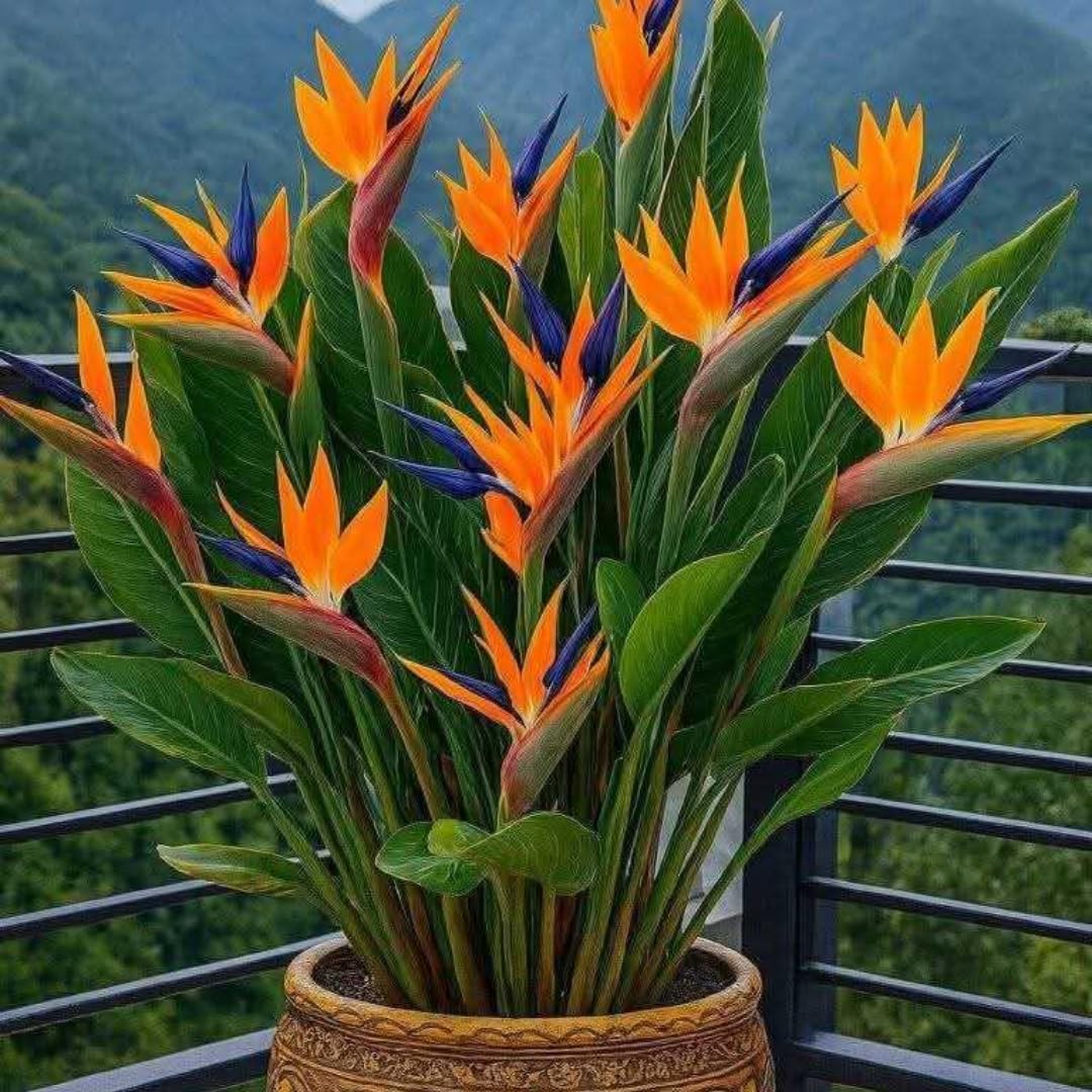 Set 2 Orange Bird of Paradise Plants Live, Strelitzia Reginae Live Plant, Established Roots, 5 Inc to 1 Feet Tall, No Pot