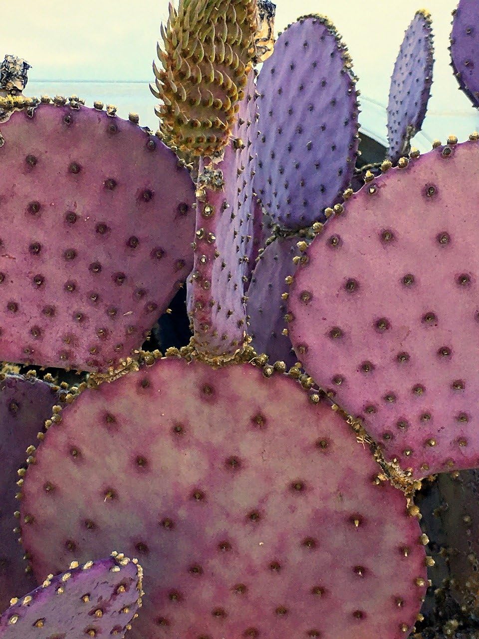 TWIGA Purple Prickly Pear Cactus 1 Pad Live Plant - Fresh and Vibrant Opuntia Genus Cactus Plants Live - Unique Purple Hue - Ready for Propagation - Ideal for Gardens or Indoor Spaces