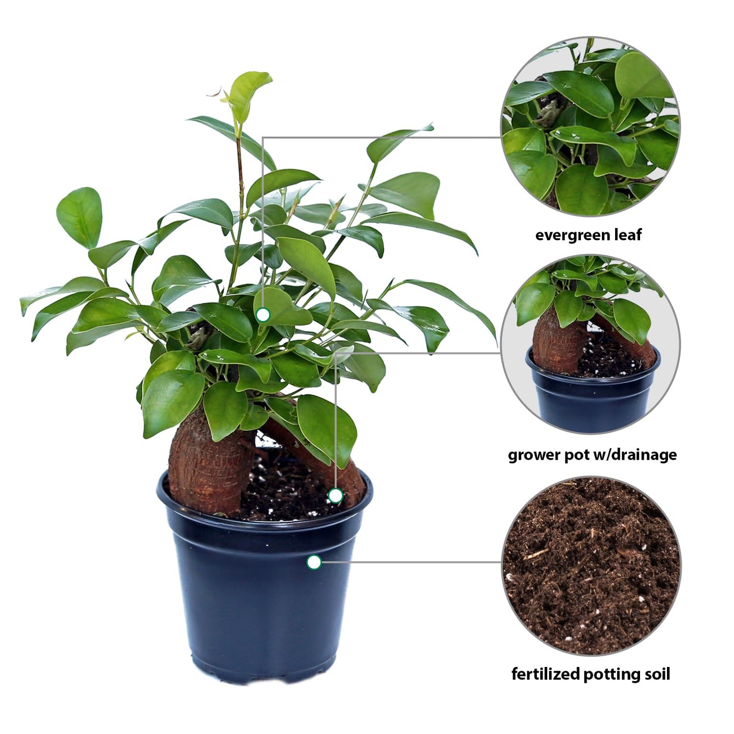 4 Pack Live Ginseng Ficus, Ficus Retusa, Banyan Fig, Potted Bonsai Houseplant, Birthday Gift for Plant Lover, Office Gift for Christmas, Indoor Live Plant in 4" Pot