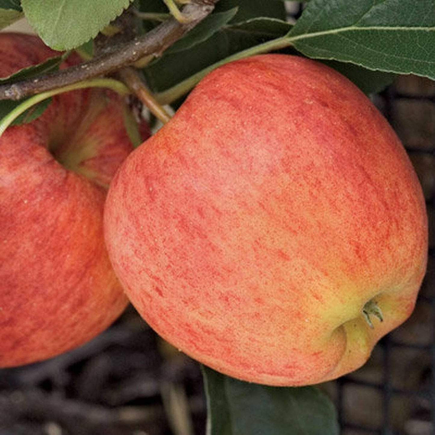 Gala Apple Tree - 24-36" Tall Live Plant - 2-3 Foot Tall Juicy Red Apple Fruit Tree - Malus domestica 'Gala'
