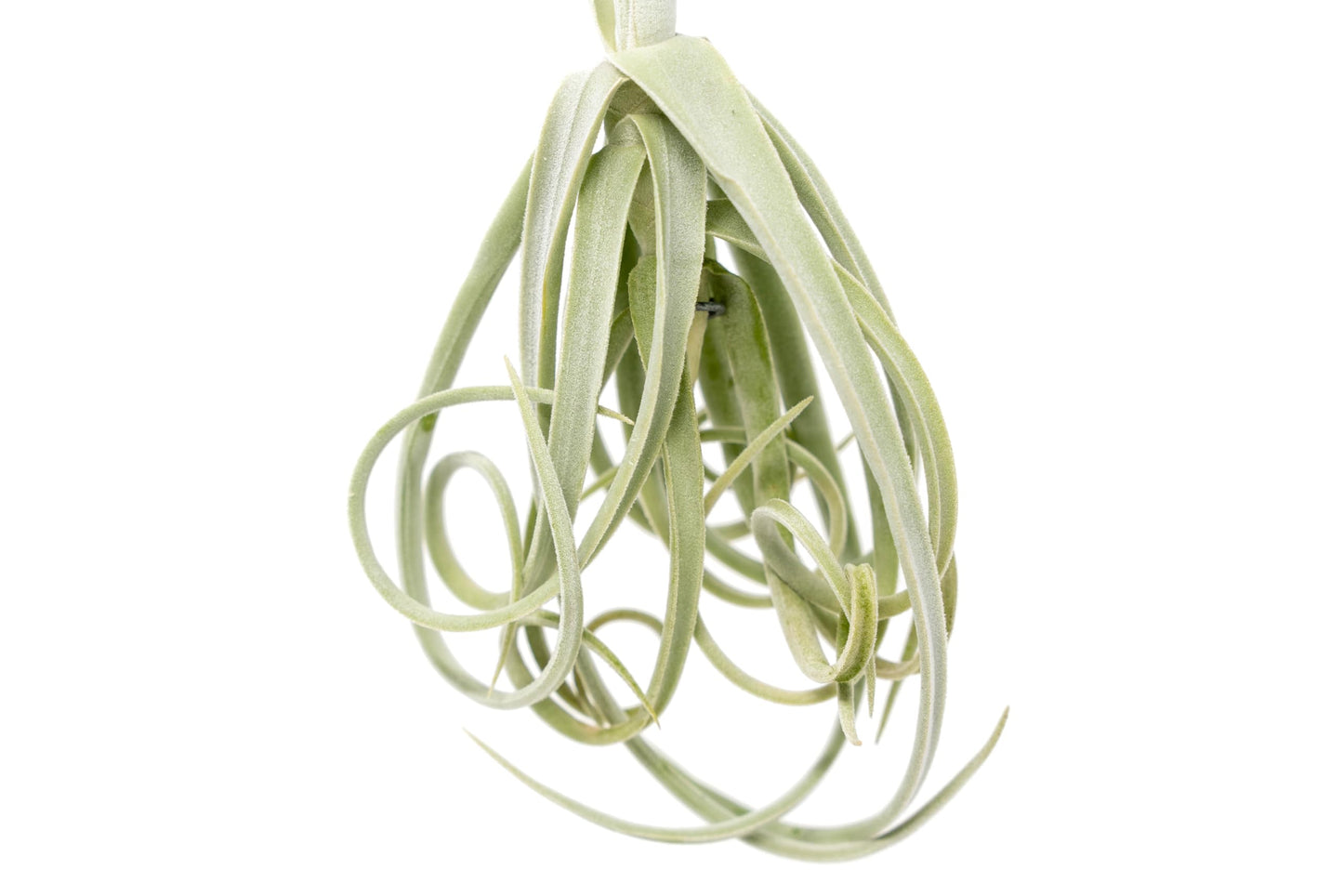 Tillandsia Duratii - Live Tillandsia Succulent House Plants - Home and Garden Decor - Easy Care Indoor/Outdoor Plants (Pack of 3)