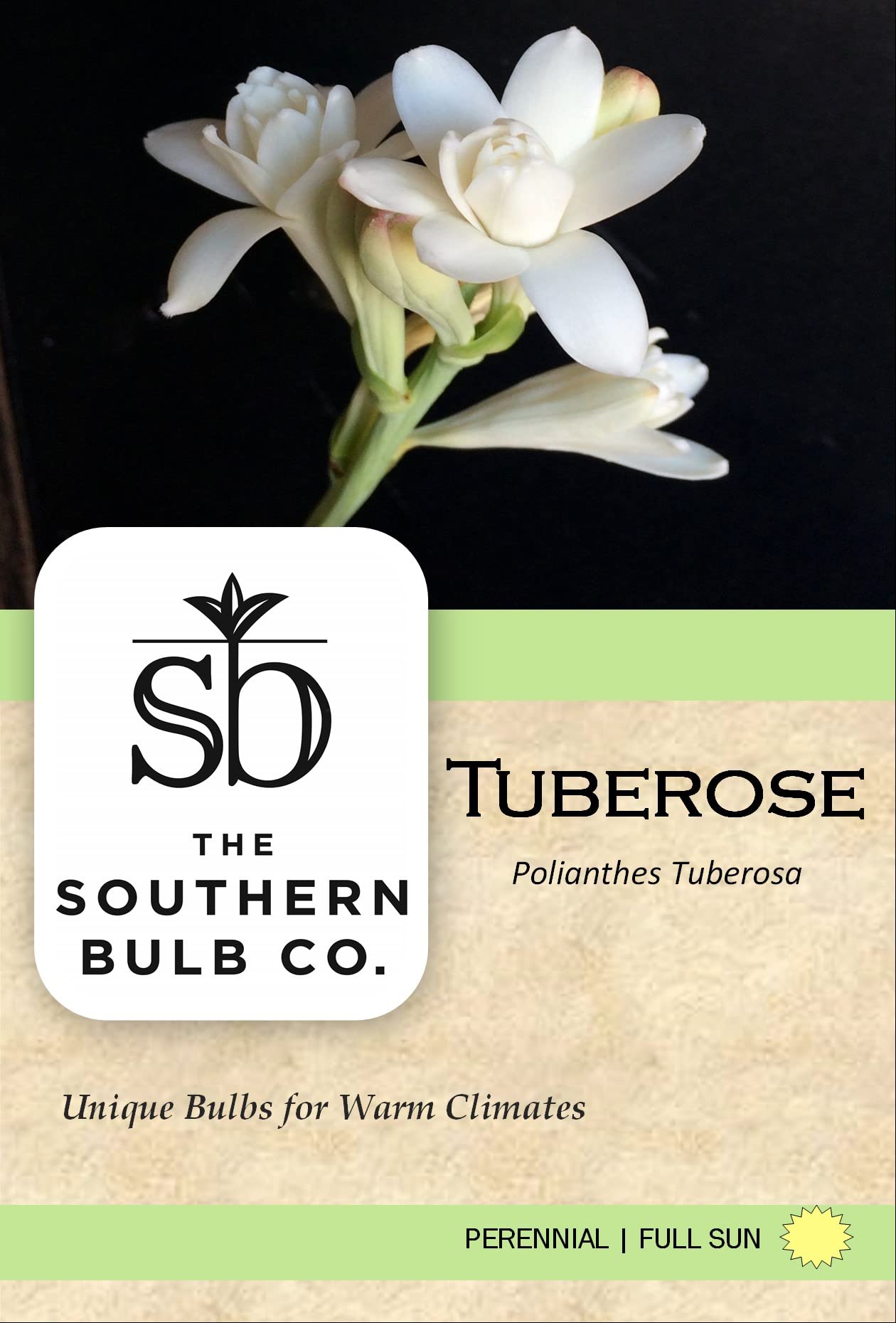 Polianthes tuberosa 'Tuberose' Double Bloom / 5 Hardy Perennial Tubers That Produce Multiple Fragrant White Blooms in Early Fall by The Southern Bulb Company