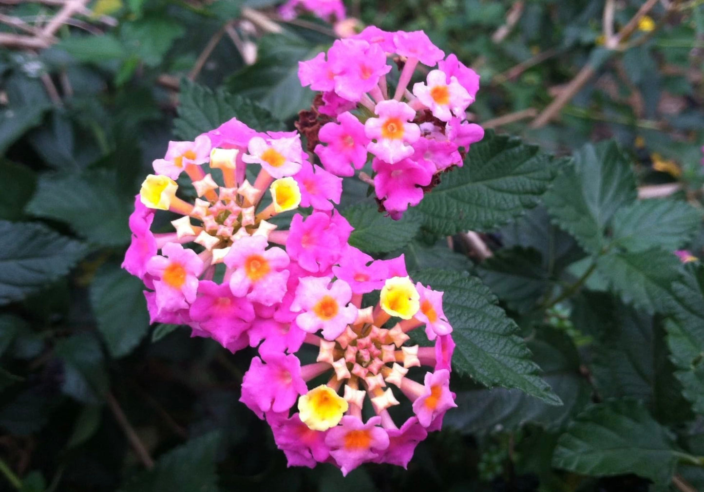 Lantana Plants Live - Carlos Pack of 3 Lantana Live Plants for Planting - 4-6 Inches Tall - Attracts Butterflies, Perfect for Containers, Low Maintenance
