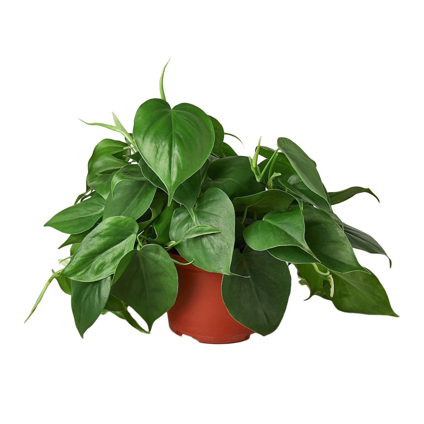 Philodendron Cordatum Heartleaf - in 6in Pot - Live Plants Tropical Houseplants | Variegated | USA Growers | The Snobby Leaf