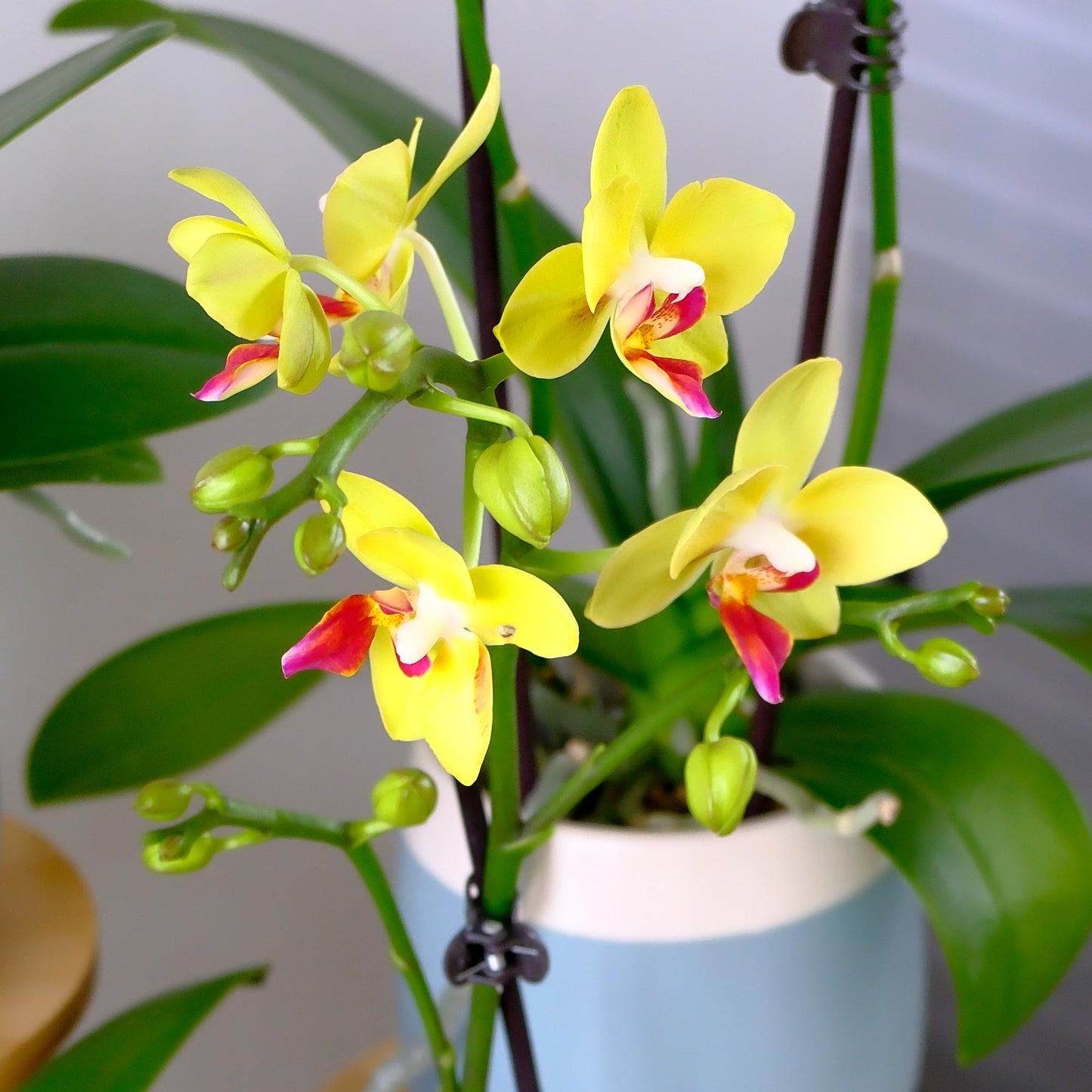 Premium Yellow Live Orchid Plant Blooming in 3.5" Blue & White Orchid Pot, Live Plants, Houseplant Gifts, Approx. 16" Tall, Pet Friendly Houseplants, Phalaenopsis Moth Flower by Plants for Pets