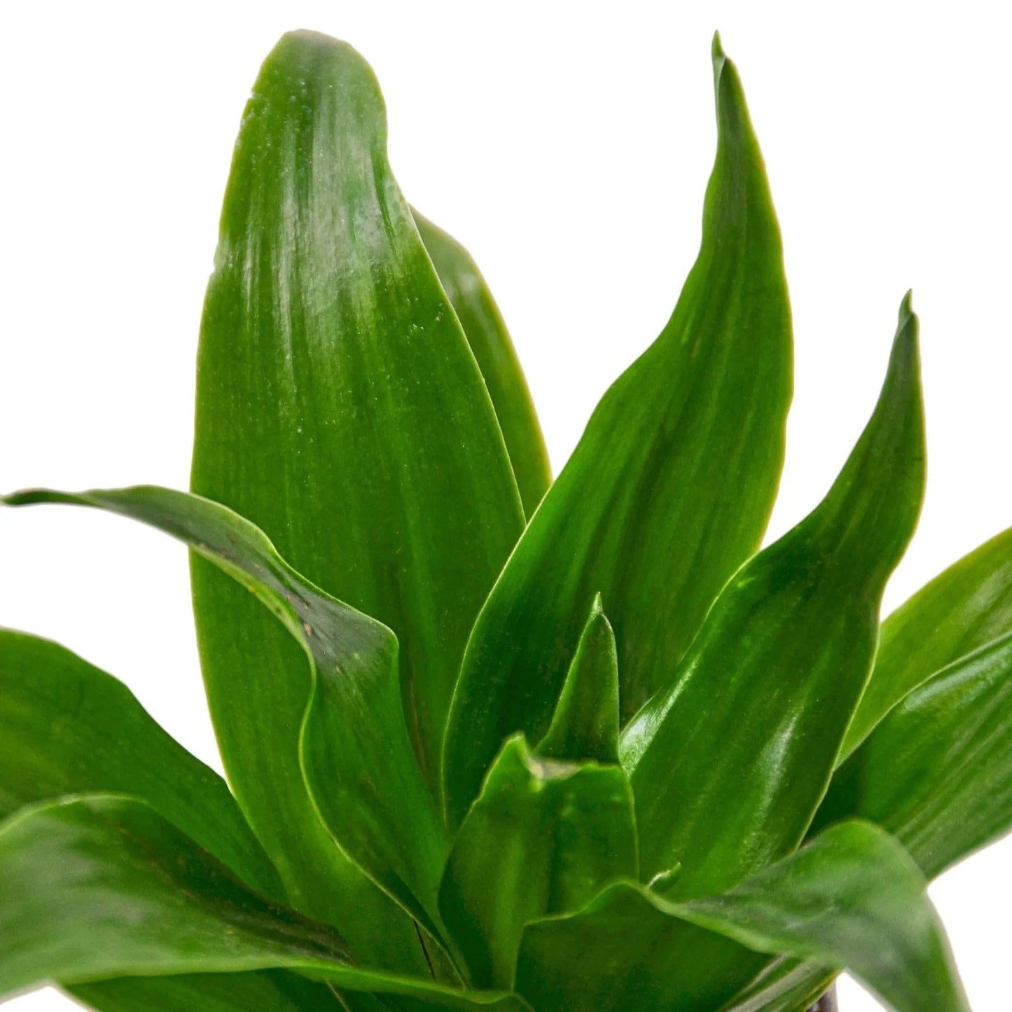 Dracaena Janet Craig | Live Plant for Indoor & Outdoor | for Living Room, Office, Bathroom | (3" Pot)