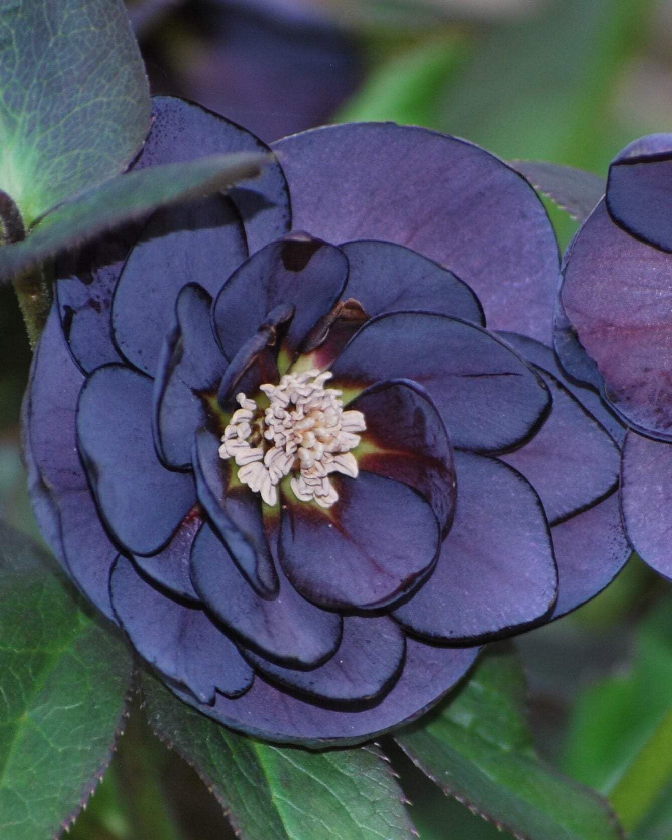 Perennial Farm Marketplace Helleborus x Winter Jewels 'Onyx Odyssey' (Lenten Rose) Perennial, 1 Quart, Near Black Flowers