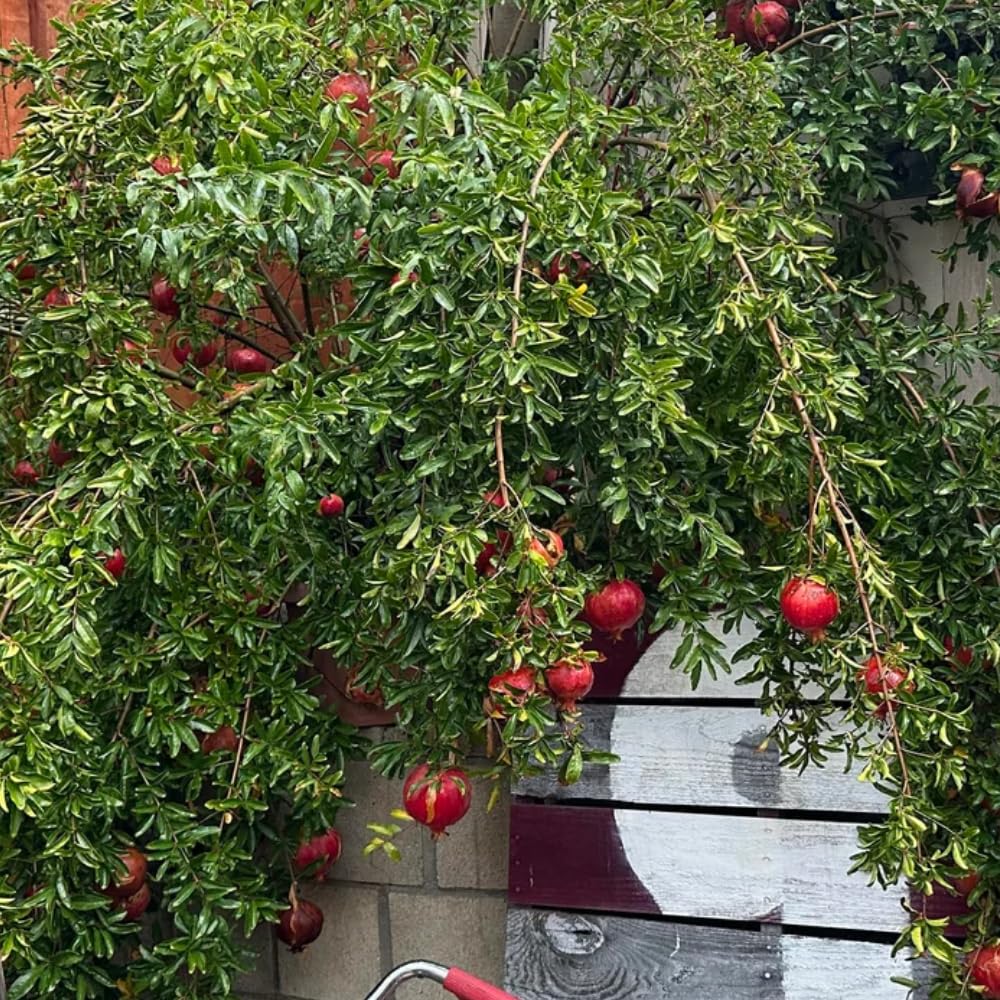 Pomegranate Tree Live Plant, Red Pomegranate Plant in 3 Gal Pot, Sweet Pomegranates, Full Rooted, Large Tree from 2-3 Feet Tall, No Ship to CA