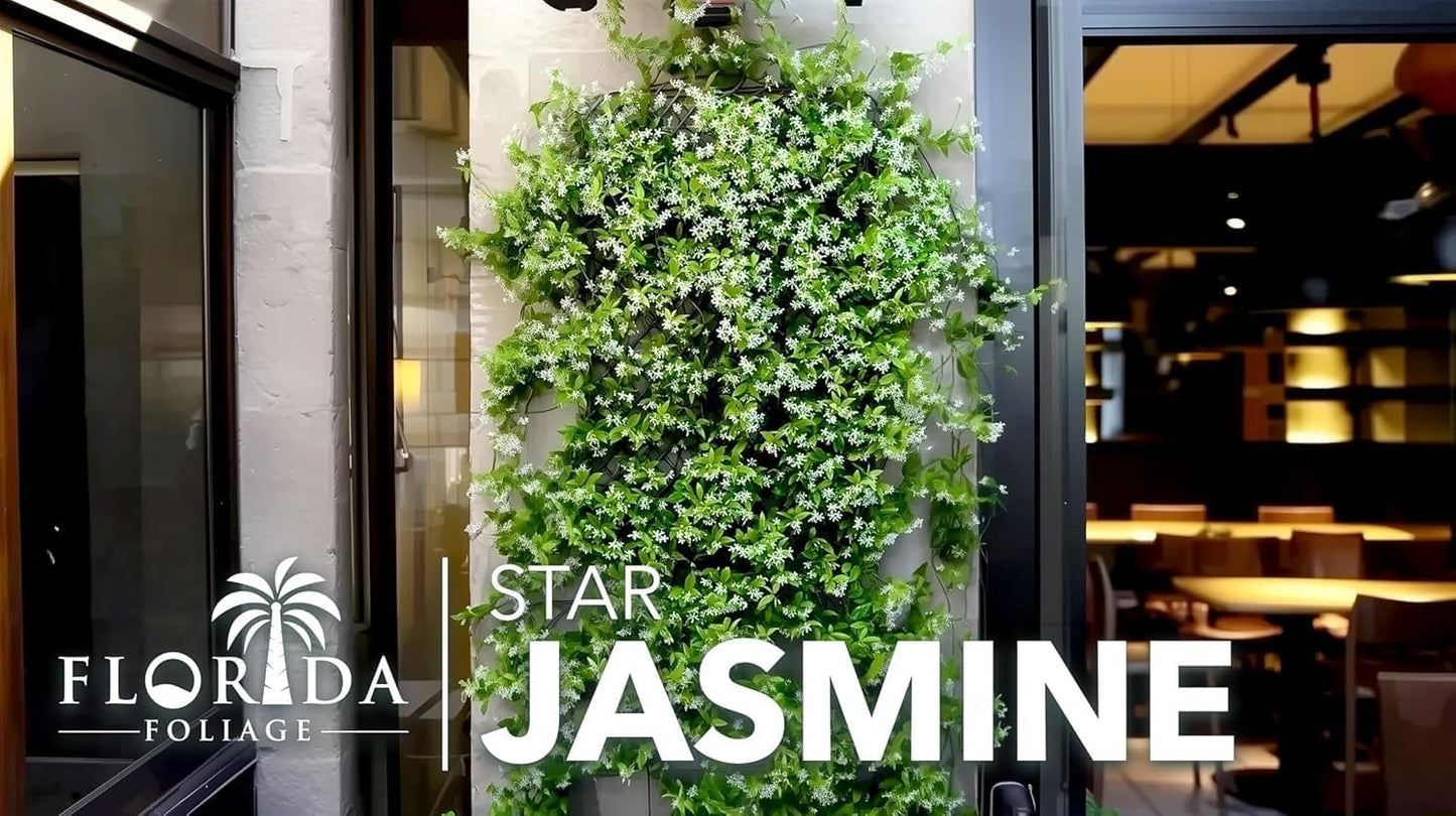 Jasmine Star Confederate I 2 Large Trade Gallon Size Plants I Trachelospermum Jasminoides I Live Fragrant White Star-Shaped Flowers, Perfect for Trellises, Fences, and Arbors