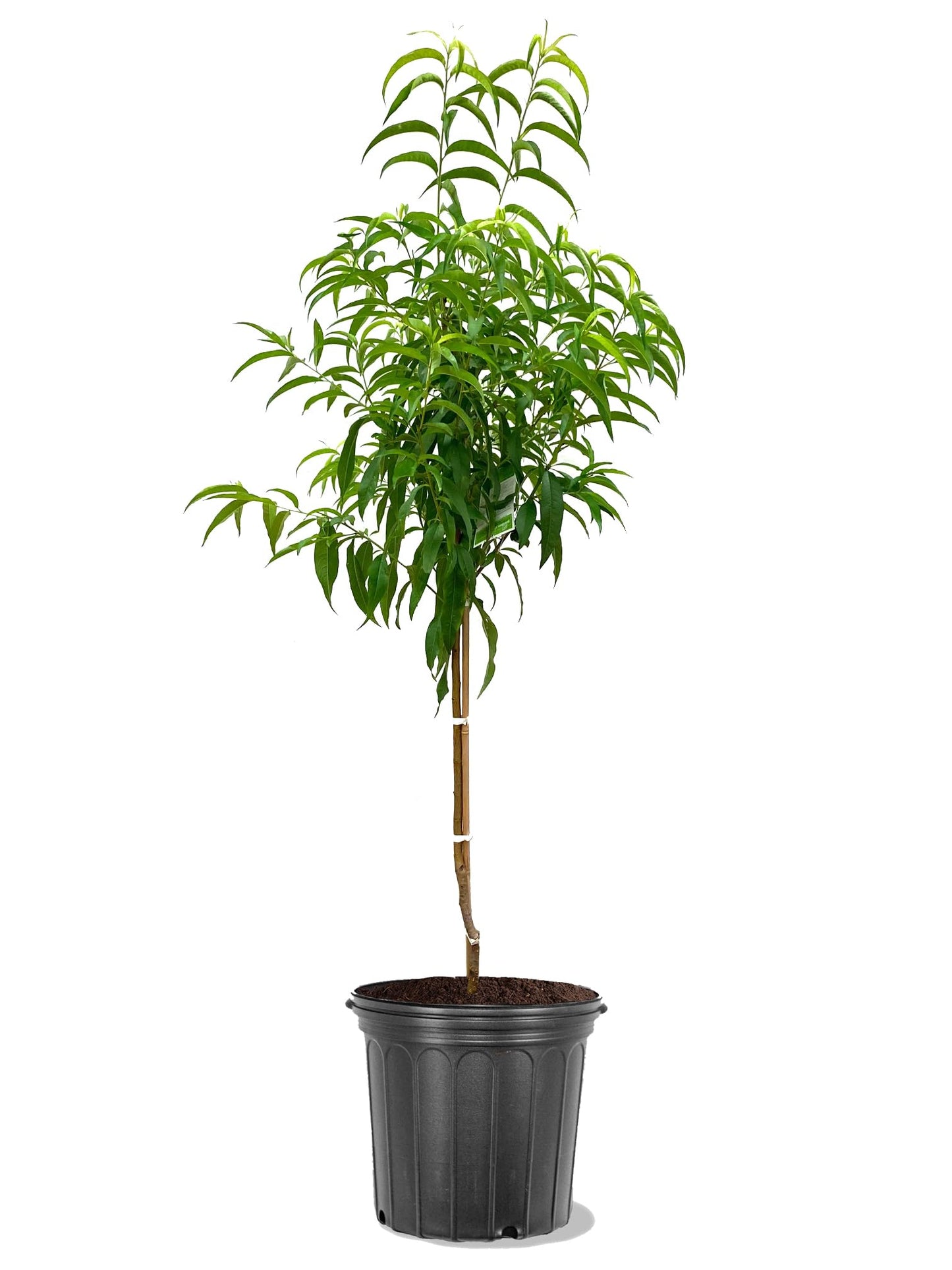 American Plant Exchange Early Elberta Peach Tree, 5 Gallon Pot, 3-4ft Tall, Large Outdoor Landscape Garden Plant, Live Fruiting Plant, Fast Growing