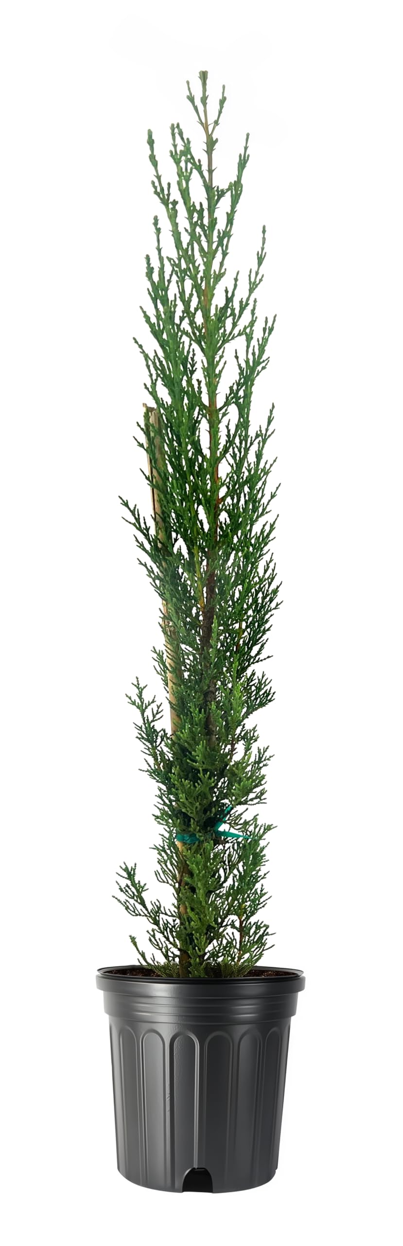 Italian Cypress | 3 Large Trade Gallon Size Trees | Cupressus sempervirens | Narrow Evergreen Plants | Tall Privacy Landscaping | Upright Ornamental Outdoor Plant
