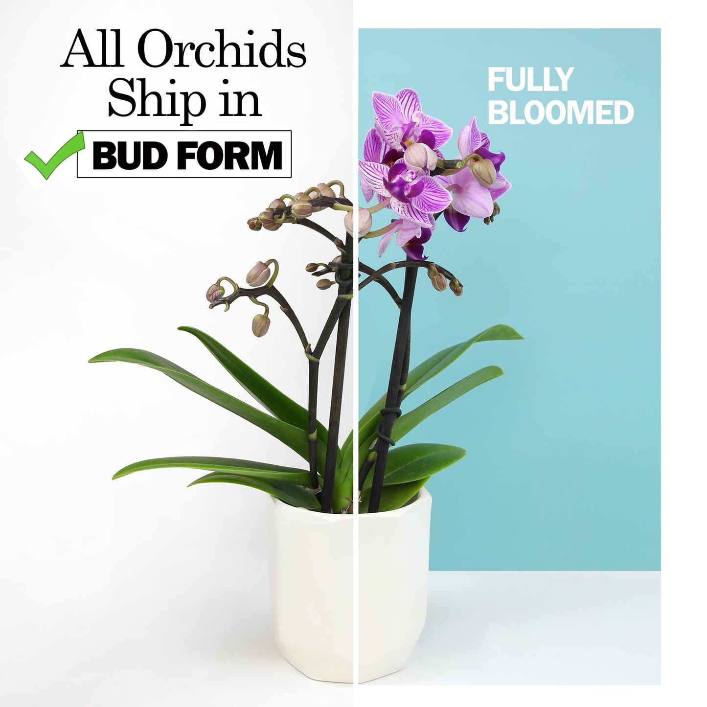 Premium Yellow Live Orchid Plant Blooming in 3.5" Blue & White Orchid Pot, Live Plants, Houseplant Gifts, Approx. 16" Tall, Pet Friendly Houseplants, Phalaenopsis Moth Flower by Plants for Pets