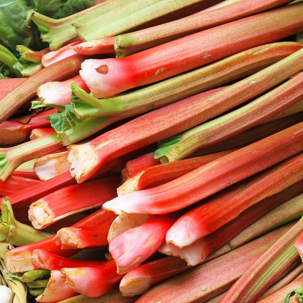Rhubarb Plants Root for Planting, Hardy Rhubarb Plant Root for Outdoor Garden, Perennial, Size 3 to 6 Inch (5 Pack)
