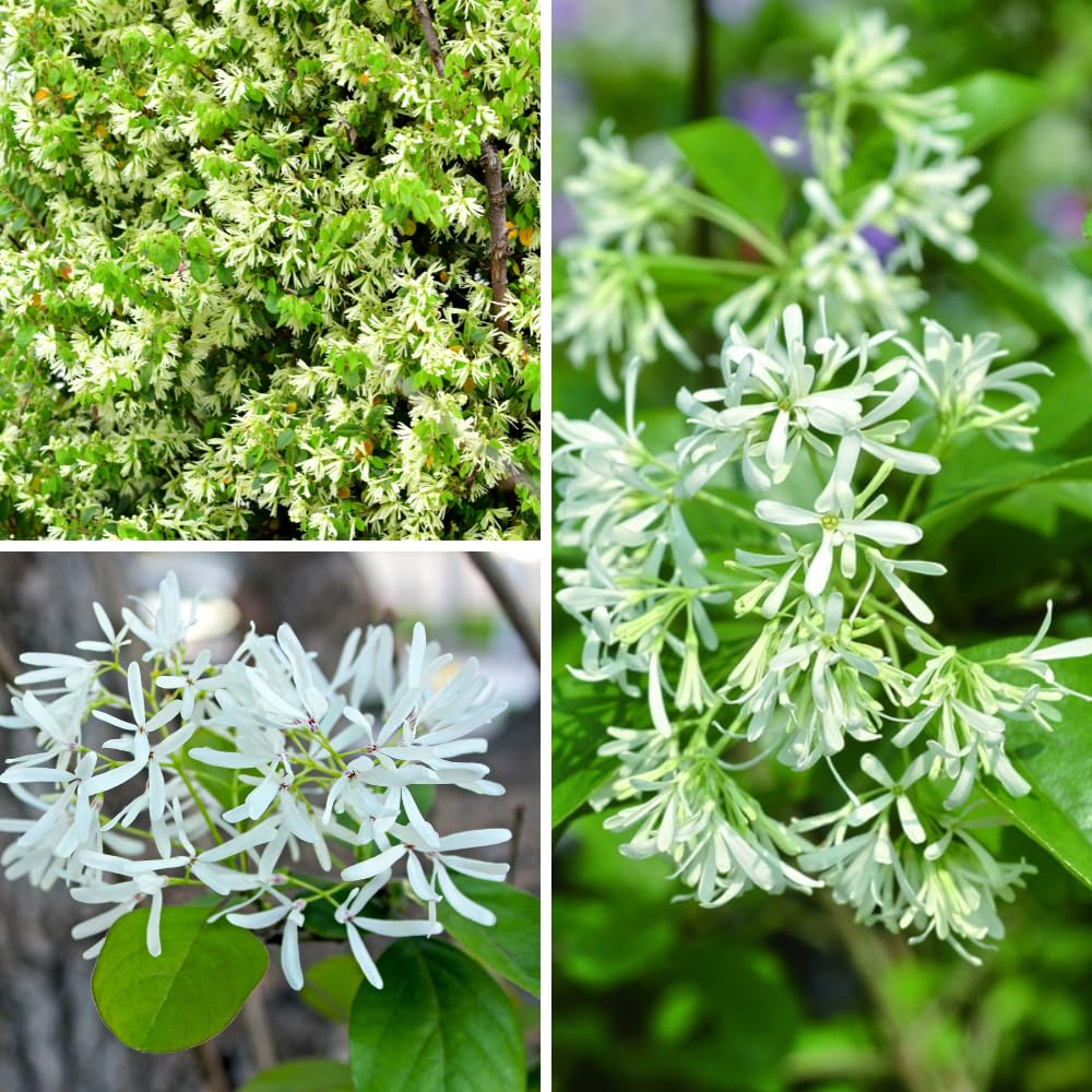 White Fringe Tree in Quart Pot, Live Perennial White Fringe Flower Tree Plant, 8 to 10 Inch Tall for Planting