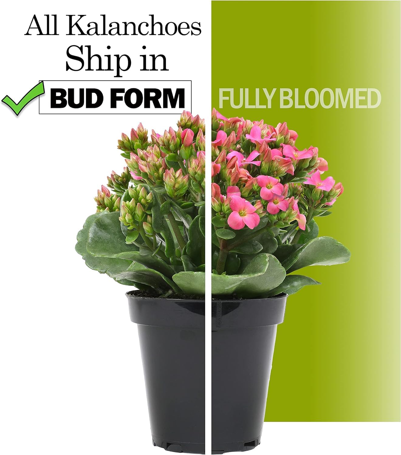 Kalanchoe Flower Plants 3PK in White Pots, Desk Plant Decor, Live Succulent Gifts for Plant Lovers Gift Ideas, Kalanchoe Plants Live Houseplants, Live Succulents Plants Live Flowers by Plants for Pets