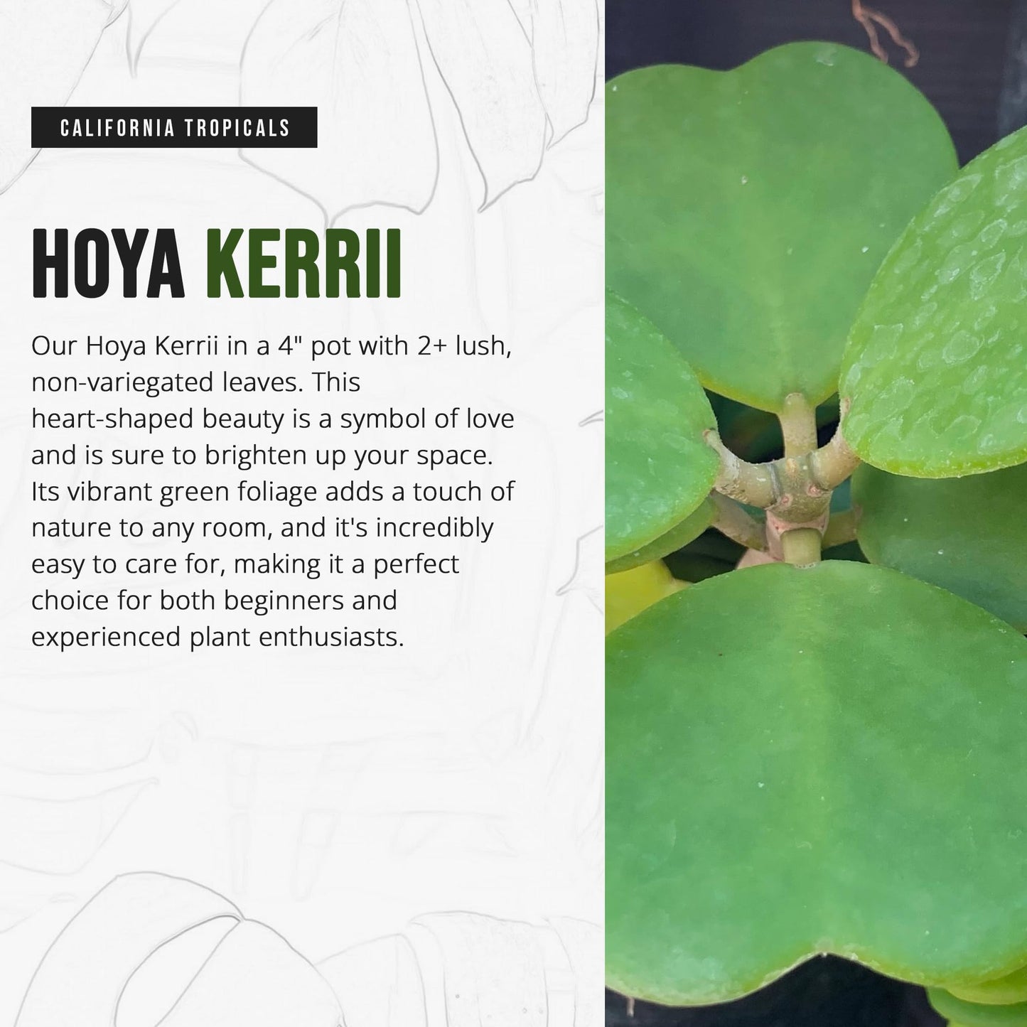 Hoya Kerrii (Non-Variegated 2+ Leaves) - 4" Pot from California Tropicals