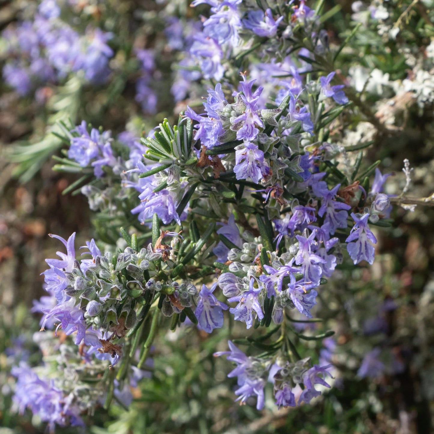 Live Rosemary Plants in 4'' Pot, Fragrant Upright Rosemary Starter 4-8 Inches, Hardy Outdoor Plant for Garden, Patio and Containers
