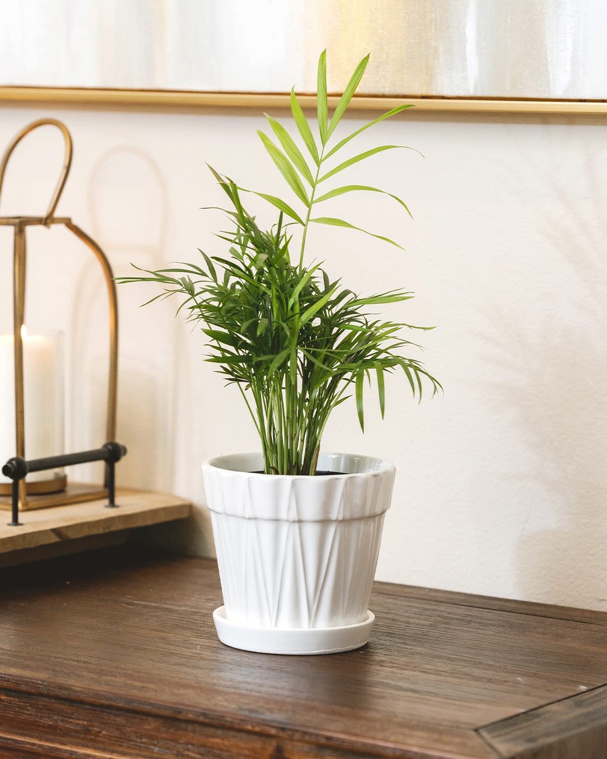 Neanthe Bella Palm (4" Grower Pot) - Air Purifying and Live Healthy Houseplant - Easy to Grow, Easy to Care Indoor Houseplant for Home and Office Decor