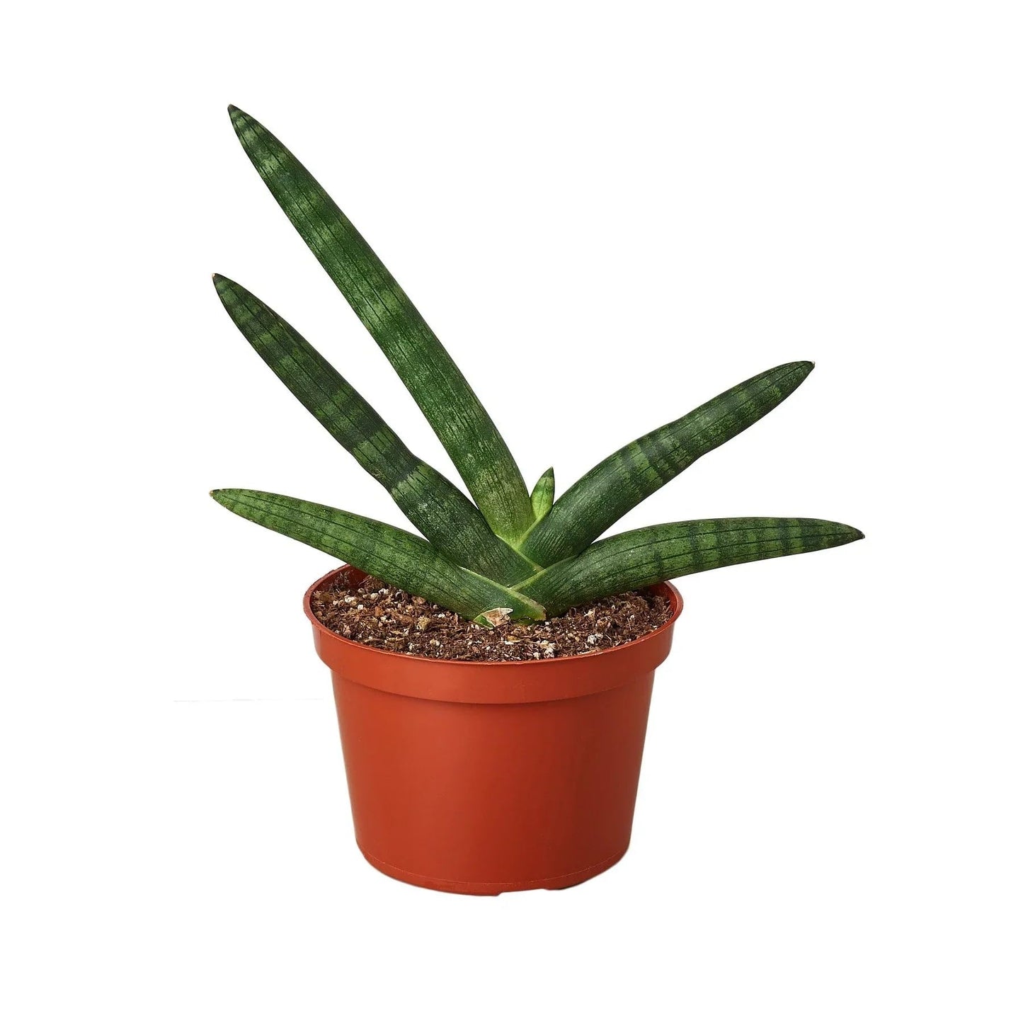 Snake Plant Starfish | Live Plant for Indoor & Outdoor | for Living Room, Office, Bathroom | (6" Pot)