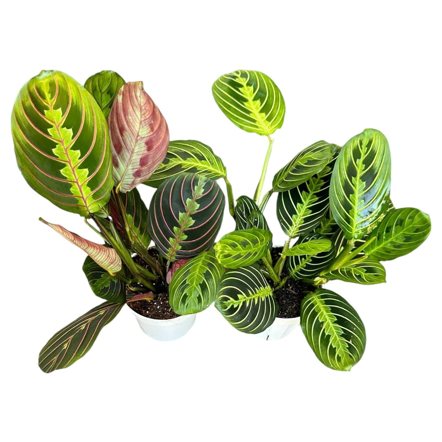 Hopewind Plants Shop Live Plants (2PK) Indoor Plants - Set of Two Maranta Combination (Lemon Lime Prayer Plant, Red Maranta) Rare Variety Set, 4 inch Pot - only from Hopewind Plants Shop